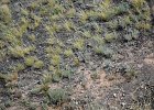 Strandleeuwerik (Horned lark) (Eremophila alpestris) - Bayanzag 19-08-2016 (3)